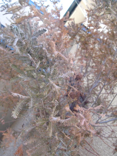 枯れたミモザの木 花 花 スローライフstory